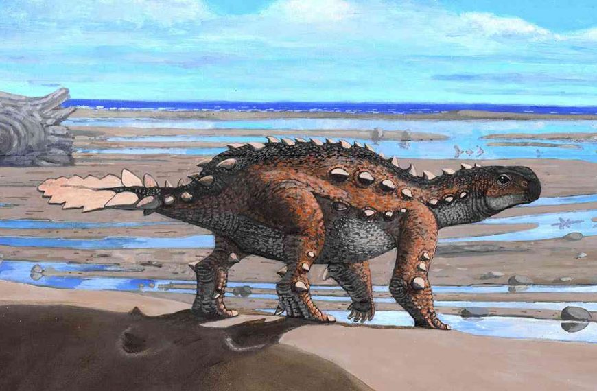 Dunera dinosaur found with unusual limbs